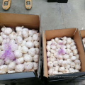 China pure white garlic hot sale fresh garlic import price